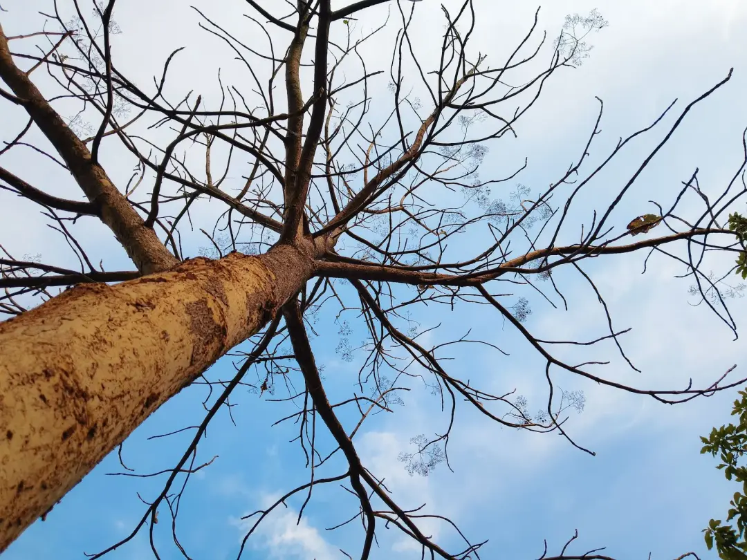 Signs the Tree Is Becoming Unstable