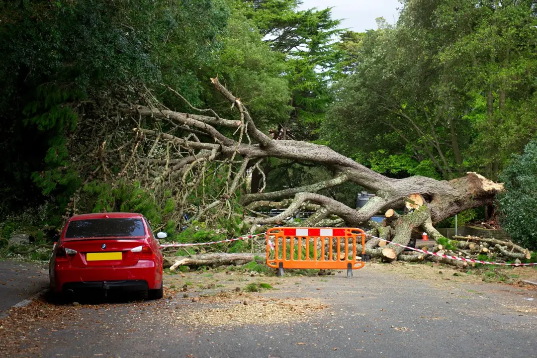 Damage Caused by Strong Winds