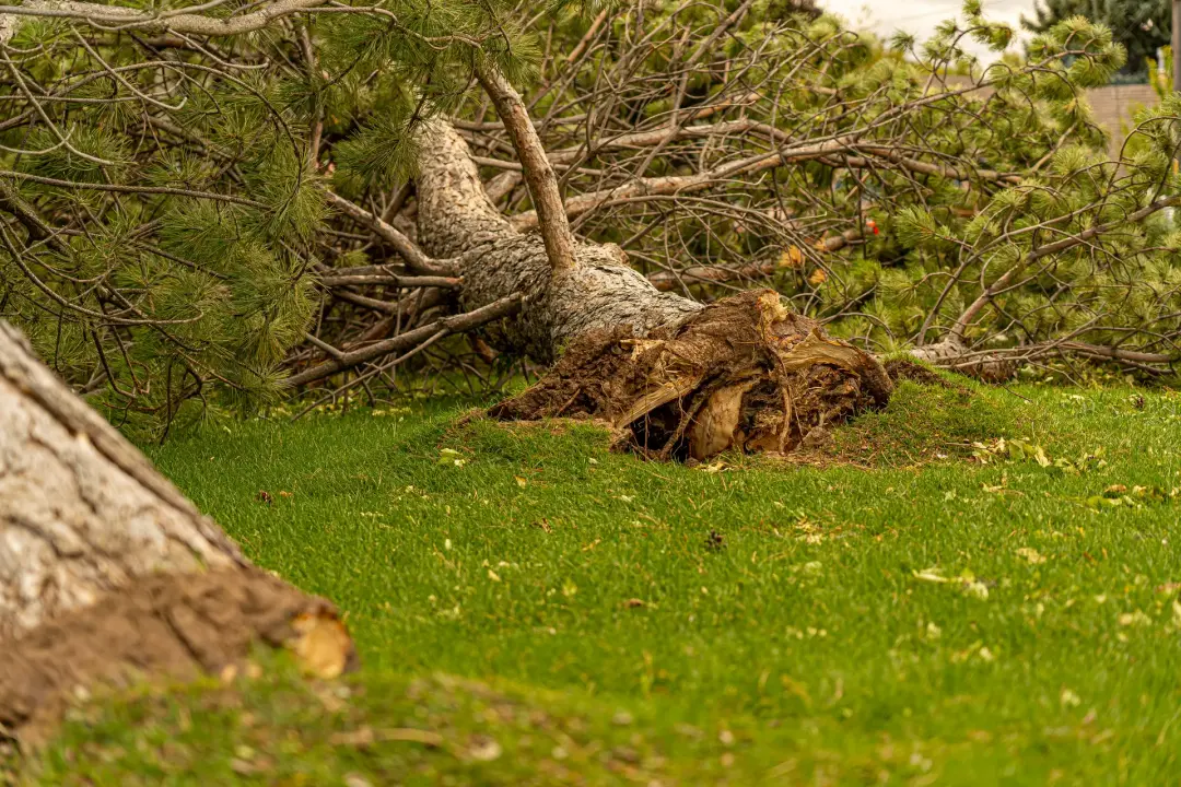 Storm Damage to the Tree
