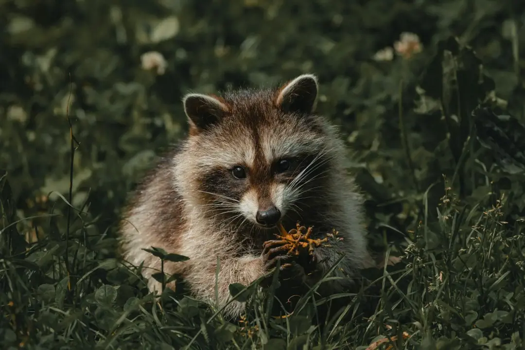 Invasive Species, Pests and Plants in Forests