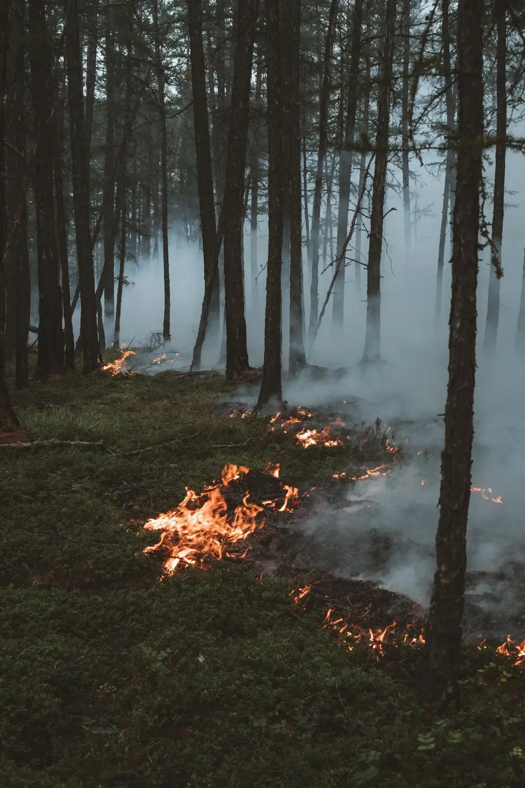 Forest Fire Hazards