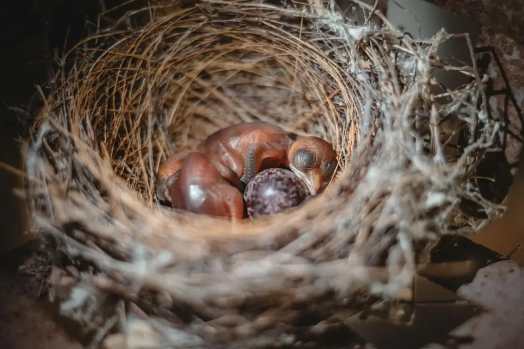 Nesting and Breeding in Forests