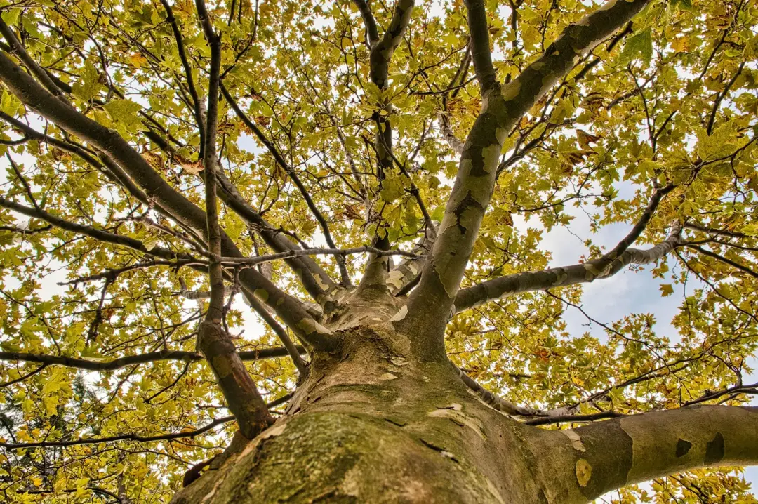 How Often Does a Tree Need Crown Reduction?