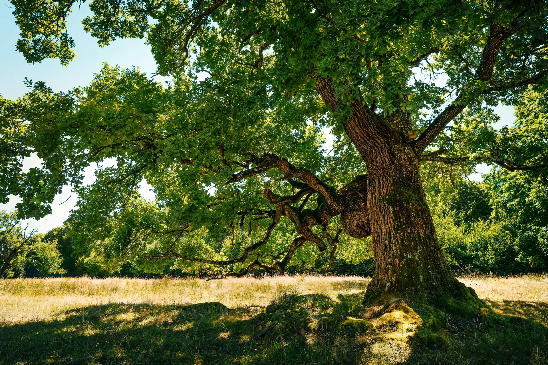 When Storm-Damaged Trees Need Removing